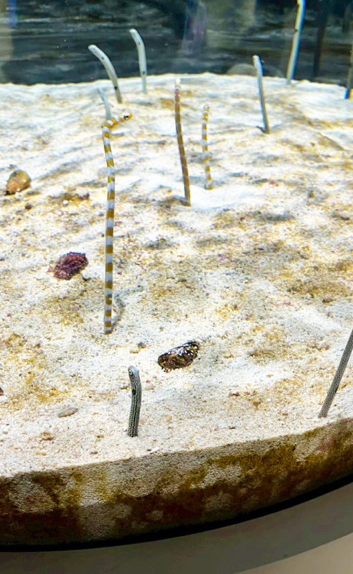 アクアリウムエリア画像2